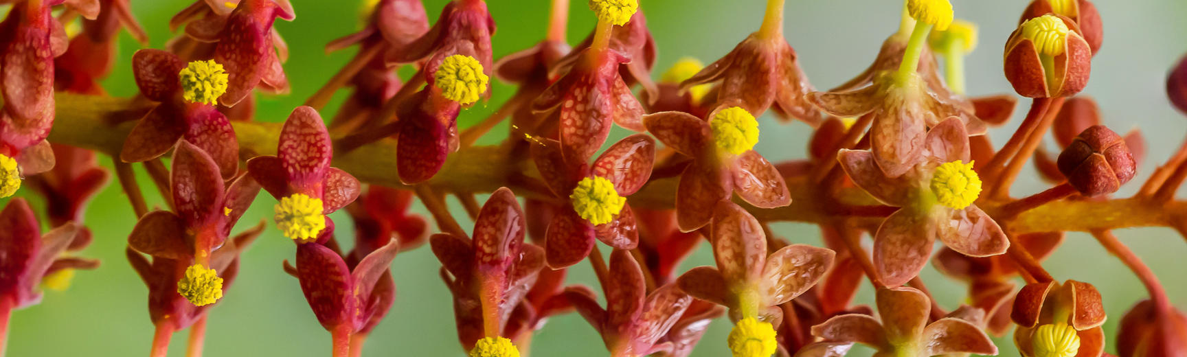 focus stacked nepenthes flower glasshouses  botanic garden 