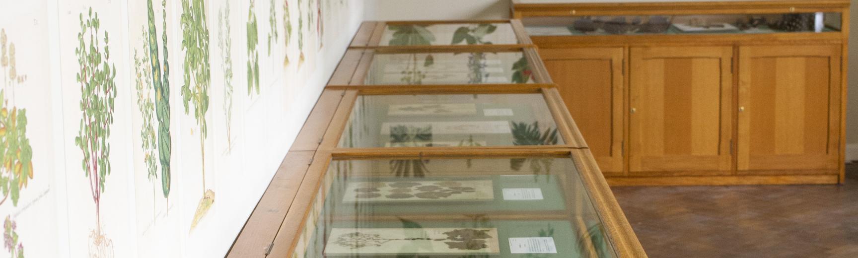 Herbarium Room | Oxford Botanic Garden and Arboretum