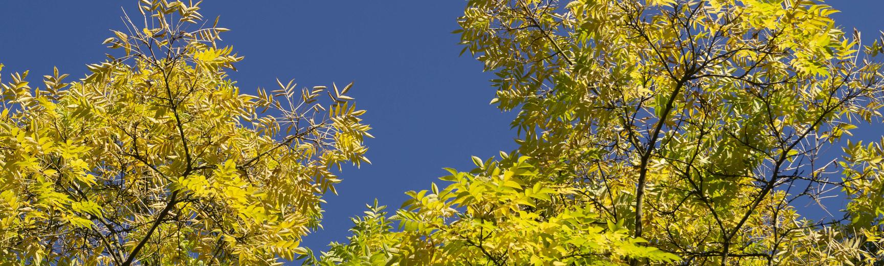 phellodendron amurense at harcourt arboretum