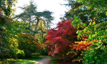 Acer Glade at Harcourt Arboretum 