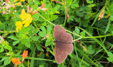 arboretum  butterfly  meadow  img 8904 2