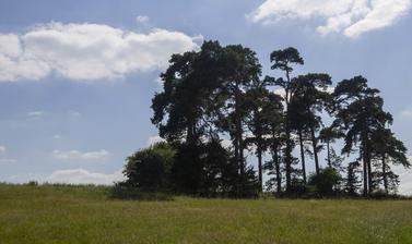 arboretum  meadows  summer