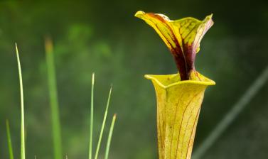 carnivorous plant house sarracenia flava