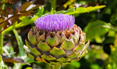 cynara cardunculus  globe artichoke  oxford botanic garden  lower garden  plants that changed the world