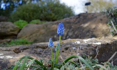 The Rock Garden