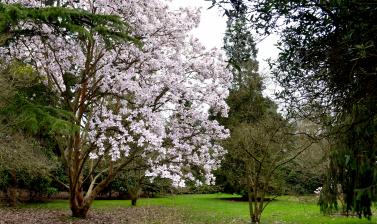 Magnolia Glade in March