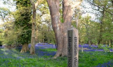 Bluebell Wood