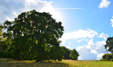 Oak Tree in Summer