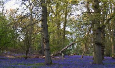 Bluebell Wood in May