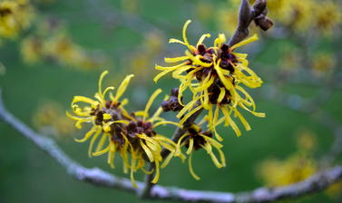 Witchhazel