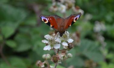 Butterfly in the Coppice