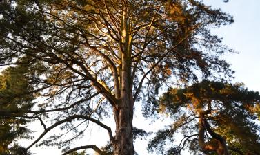 Pinus Nigra Sunset