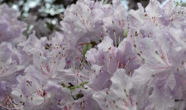 Serpentine Ride in Flower