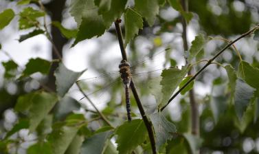 Dragonfly