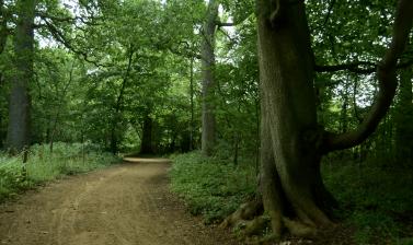 Native Woodland Path