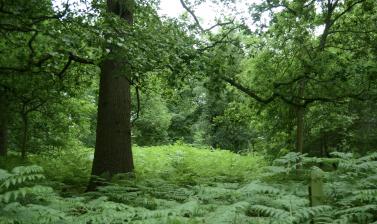 Bracken in Bluebell Wood