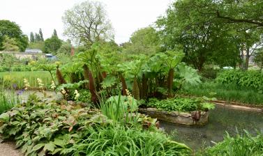 The Bog Garden