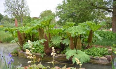 Gunnera in the Bog Garden