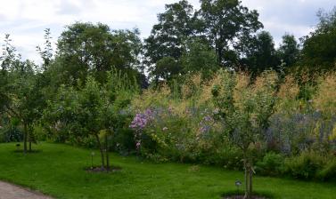 Apple Trees in the Lower Garden