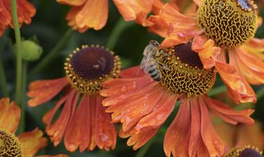 Herbaceous Border Flowers