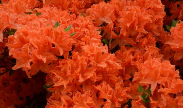 Azalea