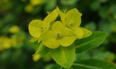 Euphorbia