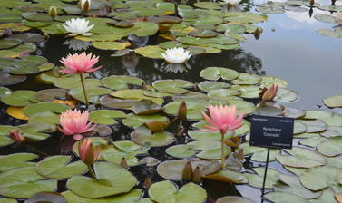 Lily Pond in the Lower Garden