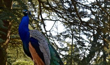 Peacock at the Arboretum