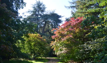 Acer Glade in Late Summer