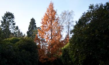 Dawn Redwood at the Arboretum