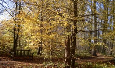 Lime Wood in Autum