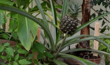 Pineapple in the Conservatory