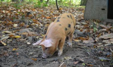 Piglet in the Coppice