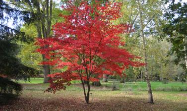 The Acer Glade in autumn
