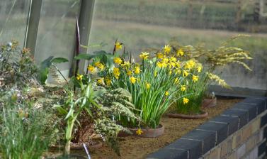 Daffodils in the Alpine House