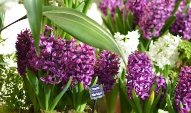 Hyacinth display in Conservatory