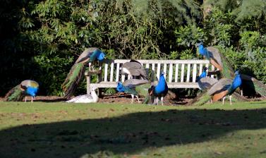 Bench of Peacocks