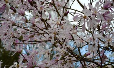 Magnolia × loebneri 'Leonard Messel'