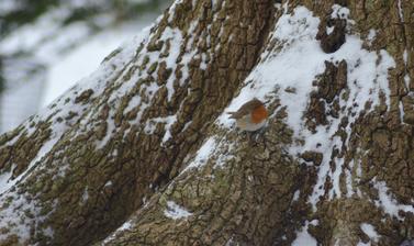 Robin Snow Arboretum