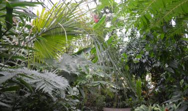 The Palm House