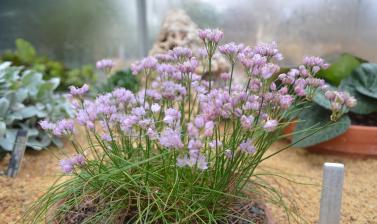 The Alpine House