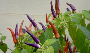 Chillies in the Conservatory