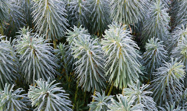 euphorbia characias p1011447