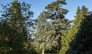 harcourt arboretum autumn 2021