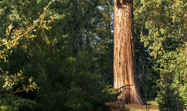 harcourt arboretum autumn 2021