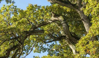 harcourt arboretum autumn 2021