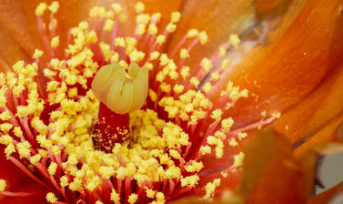 opuntia ficus indica  glasshouses  arid house  cactus  botanic garden