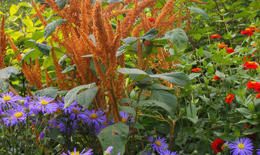 Autumn Border p1014124