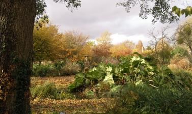 Bog Garden in Autumn