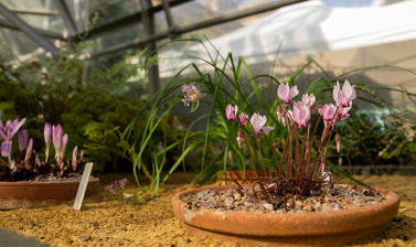 Plants From High Places - Botanic Garden - Glasshouses 